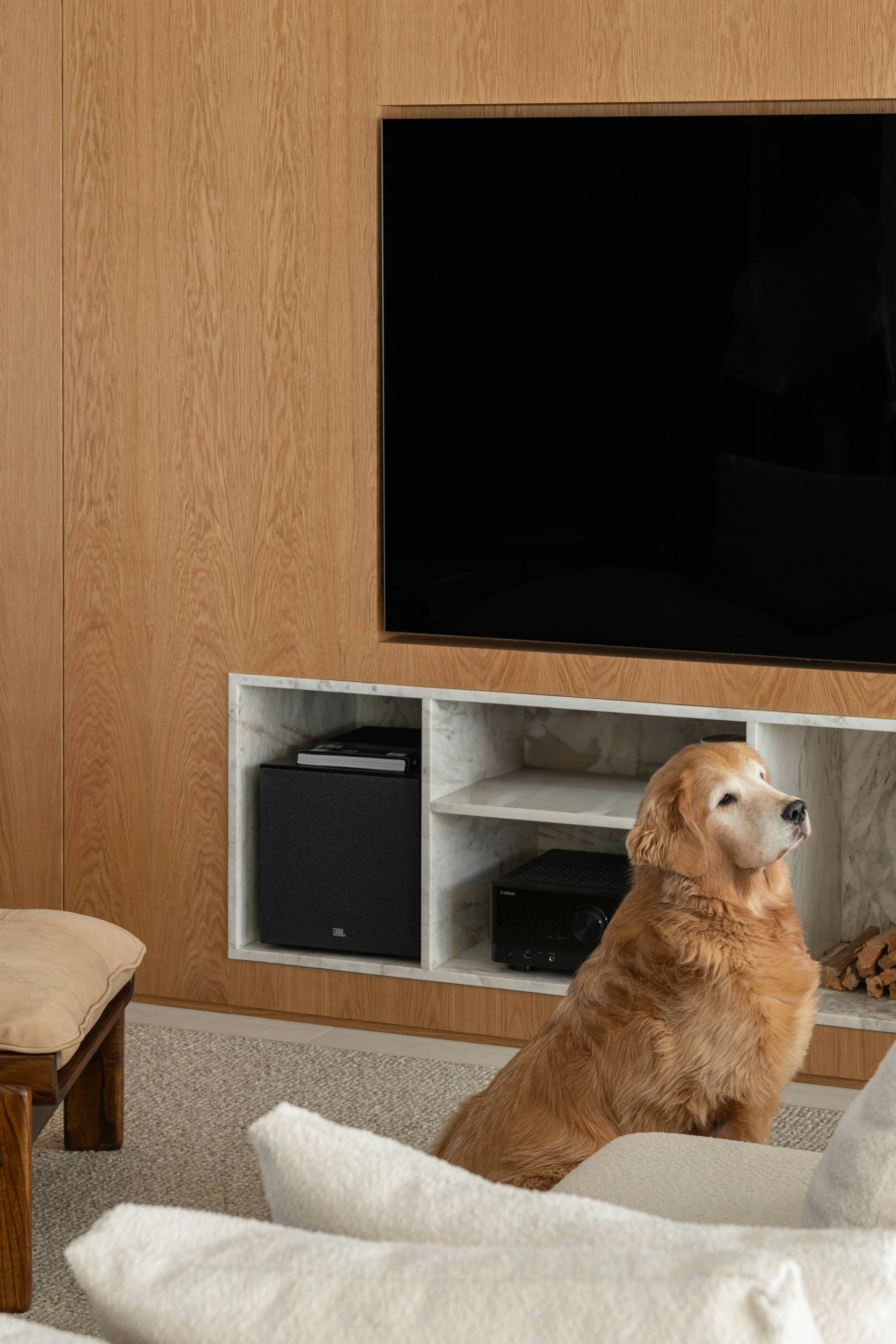 Golden retriever sits near a television