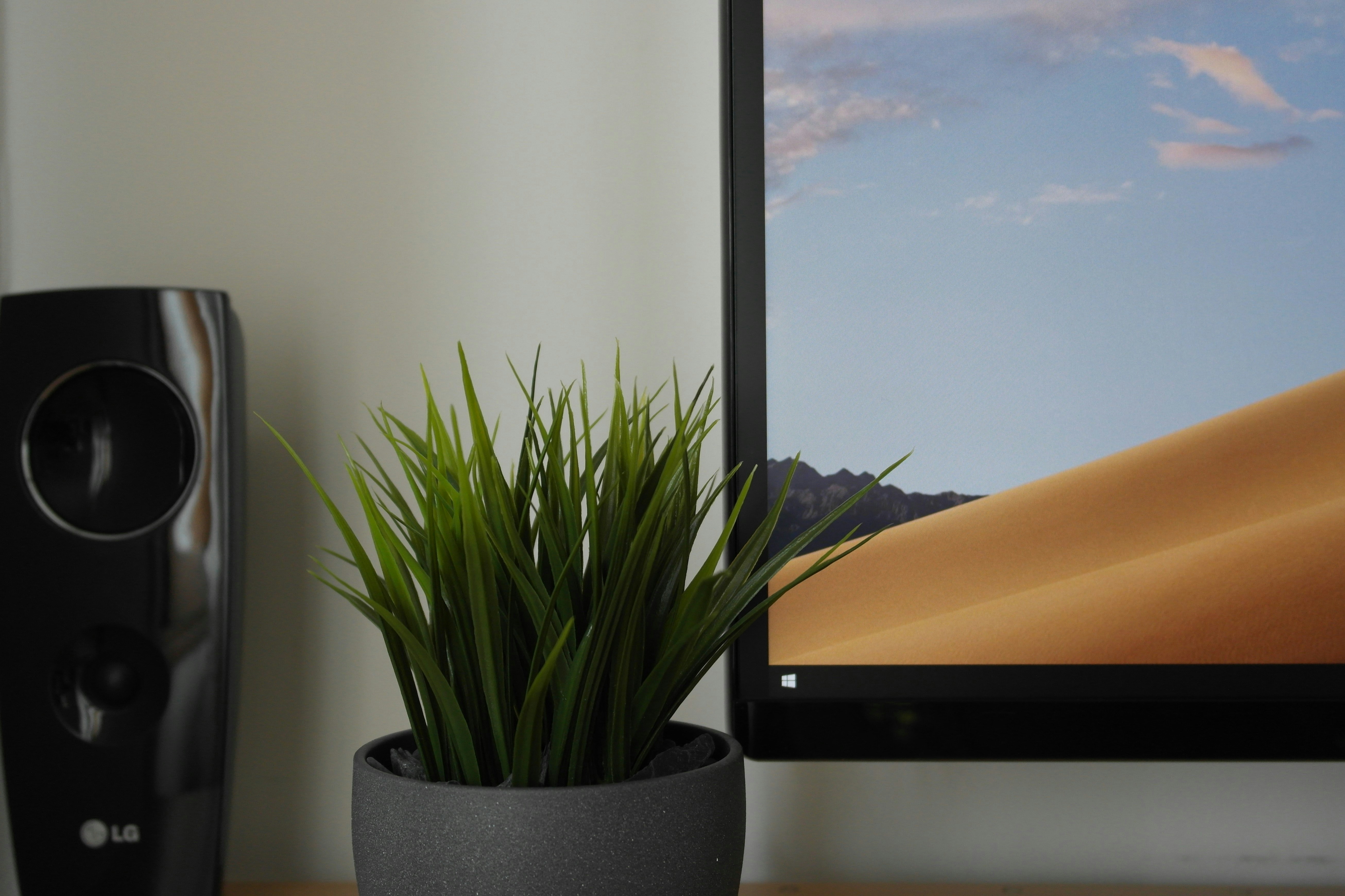 Desk. by TV Brands green plant on black pot